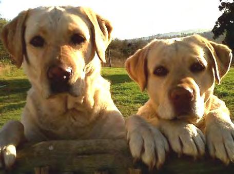 NAME: Buddy & Momo (DRB) Buddy and Momo are purebred Labradors looking for a home together. Buddy is 6years old and Momo is 4 years old.