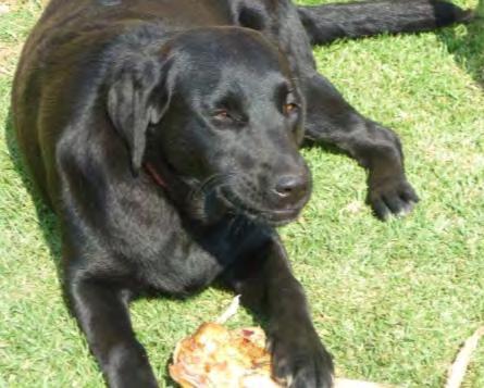 Name: MACY Macy is a 10 month old black Labrador. She is spayed. She is very good with children and is okay with other dogs, she is well socialised., but not very trustworthy with cats.