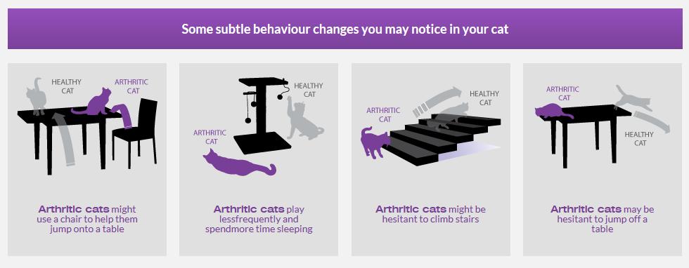 Animals are quite stoic and don t always show pain, and certainly don t complain; more than 25% of dogs and up to 90% of cats will show radiographic evidence of arthritis.