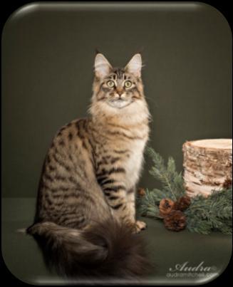 BEST LONGHAIR CAT RAGDOLL RW DGC CREEKCATS JUST LIKE JESSE JAMES OWNER: ROXANN
