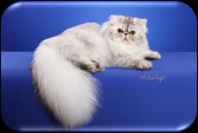 LONGHAIR CAT PERSIAN RW QGC CHERRYBIRDIE