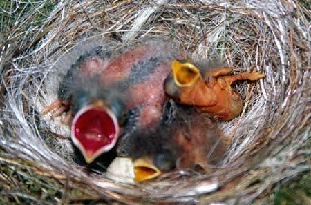 Nest Parasitism Depresses nesting