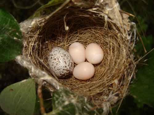 habitats Young may evict eggs of