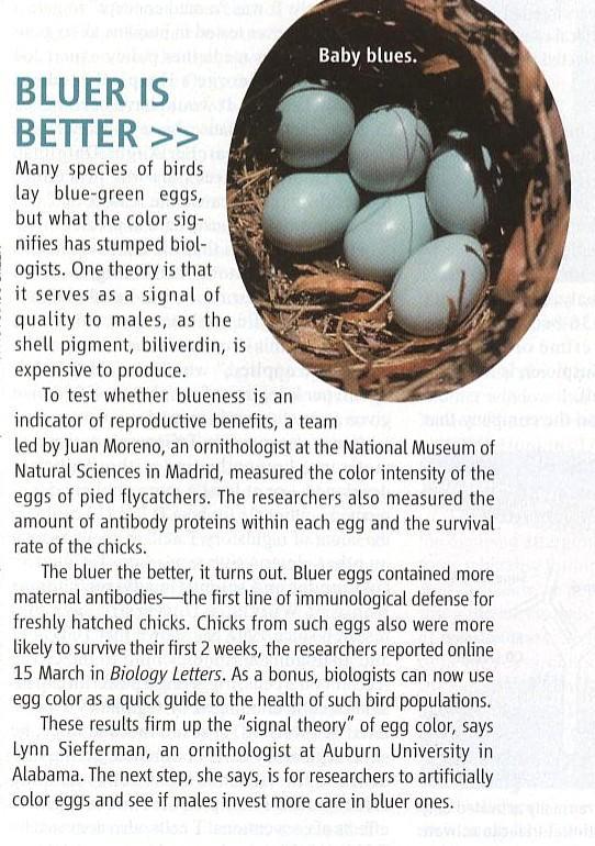 Bluer eggs contained more maternal antibodies the first line