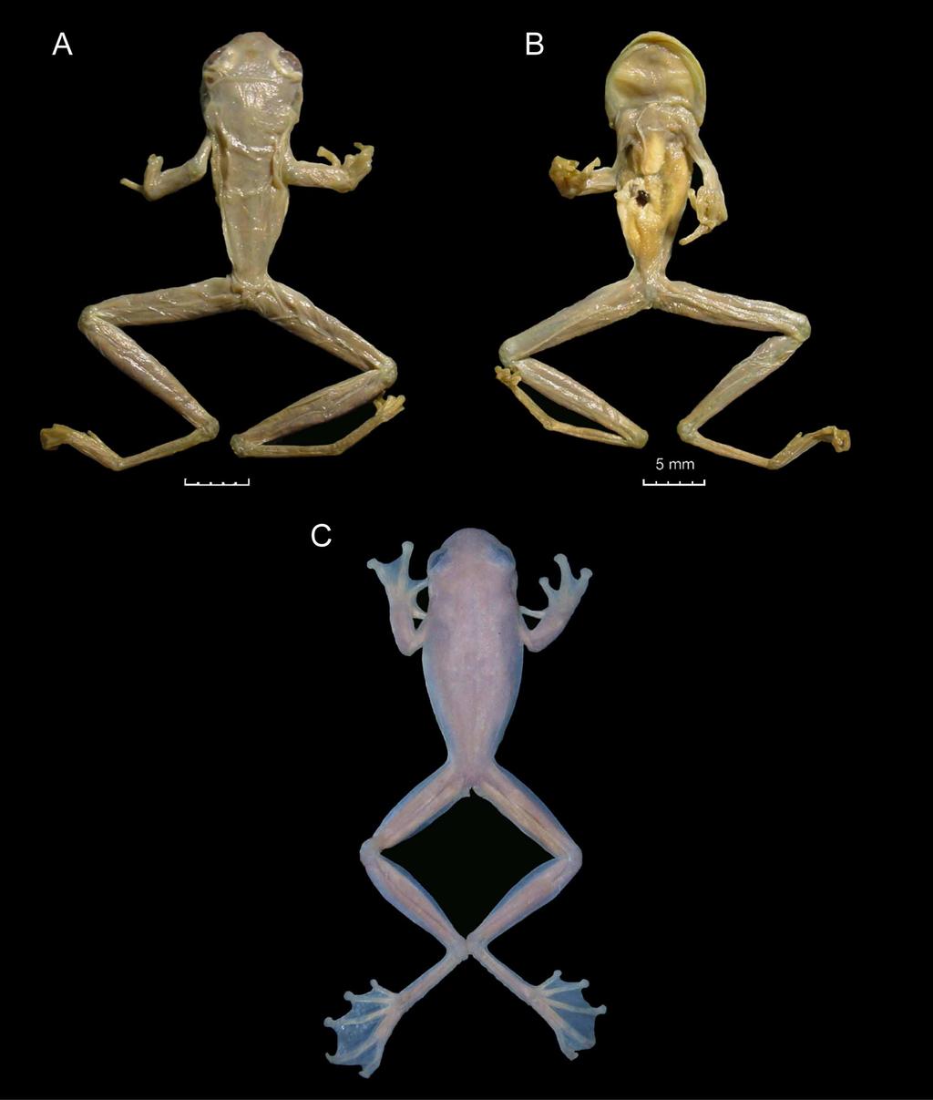 FIGURE 1. Photographs of preserved specimens of Cochranella pulverata. (A, B) Holotype of Cochranella petersi, BM 1902.5.27.24; (C) dorsal view of KU 116493.