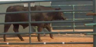 Beef Cattle Mobility Scoring Is all mobility