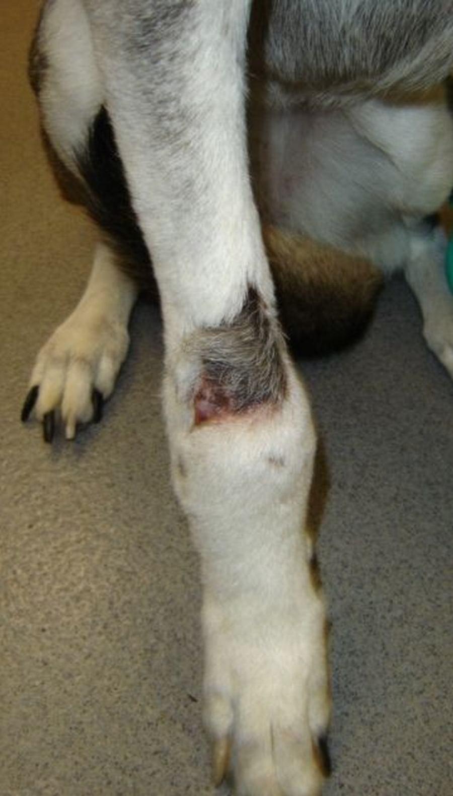 Journal of Veterinary Science & Animal Husbandry 6 Figure 9: Day 42 post skin graft Case Study 3 A 7 year old, female spayed, Golden Retriever was presented with right forelimb lameness.