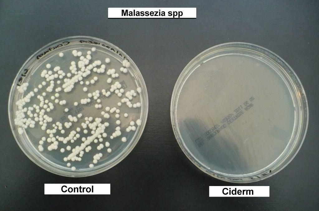 9 Journal of Veterinary Science & Animal Husbandry In Vitro Study 1 In Vitro studies using some common bacterial, yeast and fungal skin pathogens isolated from clinical cases in small animal practice
