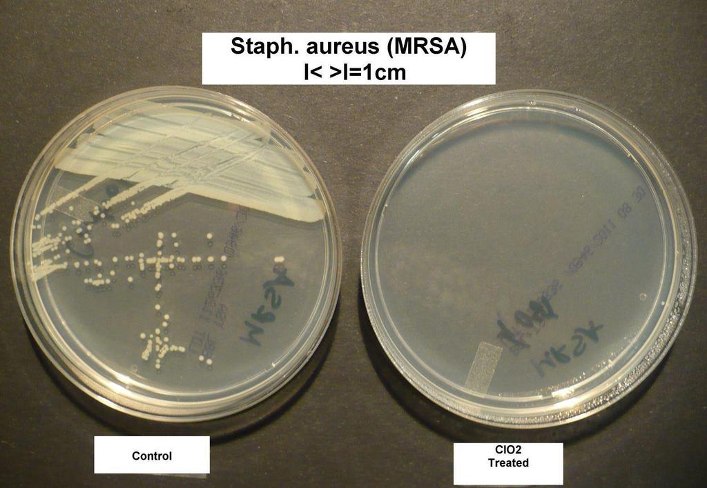 The organisms included antibiotic resistant bacteria Staphylococcus aureus, Pseudomonas aeruginosa and Escherichia coli, yeast, Malassezia pachydermatis and dermatophyte fungus Microsporum canis.