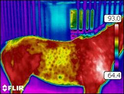 These thermal imaging findings quickly prompted the owner to seek a second opinion on her saddle-fit.