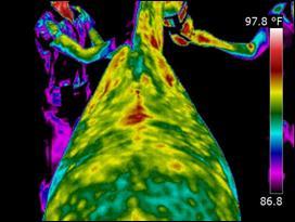 Figure 3. Thermal images provided useful information to an owner unsure of how to proceed with diagnostic tests.