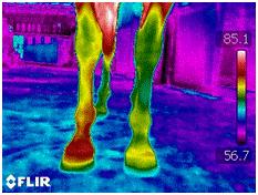 While palpation may suggest the lesion is cold and the horse is ready to go back to work, thermal imaging can provide a more sensitive evaluation. 77.4 F 76 Ar1 74 72 70 68 66 64.0 Figure 5.
