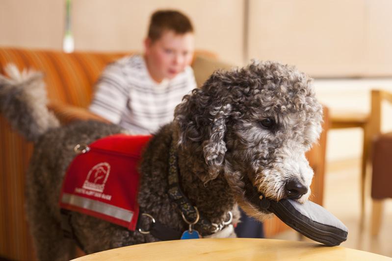 HEARING EAR DOG GUIDES Hearing Ear Dog Guides are trained to help people who are deaf or hard of hearing These Dog Guides are taught to alert to sounds by making