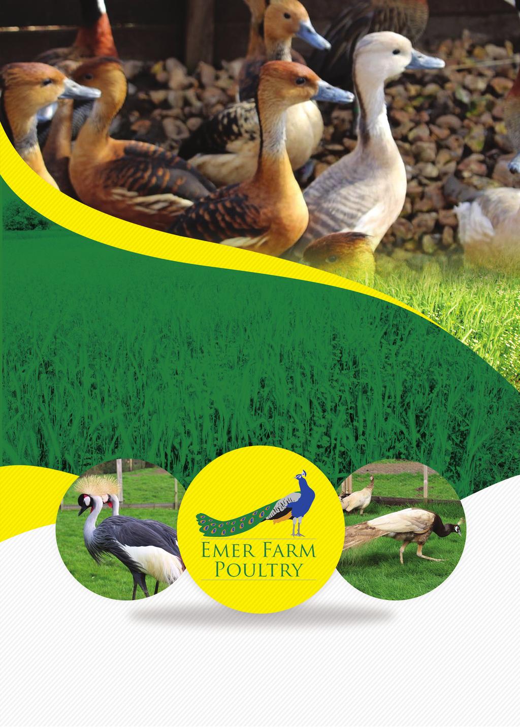 The UK s leading supplier of domestic and ornamental livestock. Emer Farm offer a large selection of Domestic, commercial and ornamental birds and animals.