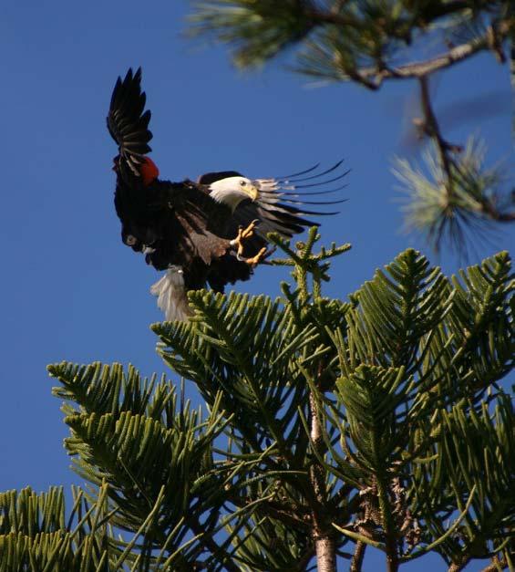 Additional Eagle Sightings In 2005 there were many sightings of bald eagles previously released on Catalina Island at various locations on the mainland and on other of the Channel Islands.