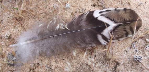 Molecular sexing techniques (on large, medium and small sized feathers, as shown in Figure 6) were undertaken to determine which feathers resulted in the best quality DNA, as well as whether the
