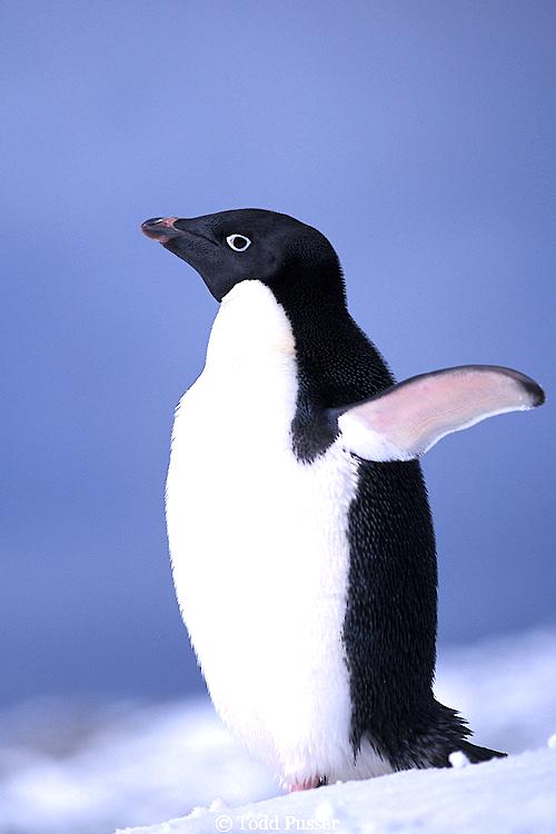 This schedule protects the fairy penguin from being spotted by nocturnal marine predators. This species endures a yearly molting immediately following the independence of its chicks.