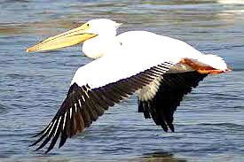 5 With a wingspan of over eight feet and a weight of over 100 pounds, the American white pelican is breathtaking to behold. It mainly lives along the Pacific coast and Gulf of Mexico.