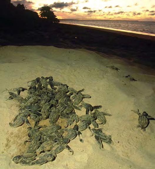They bury the eggs in sand to keep them warm and hide them from other animals.