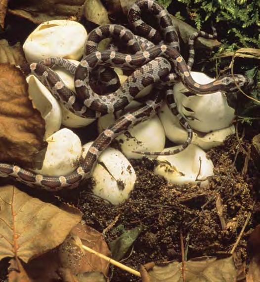 So, as a young snake develops inside the egg, it grows a sharp egg