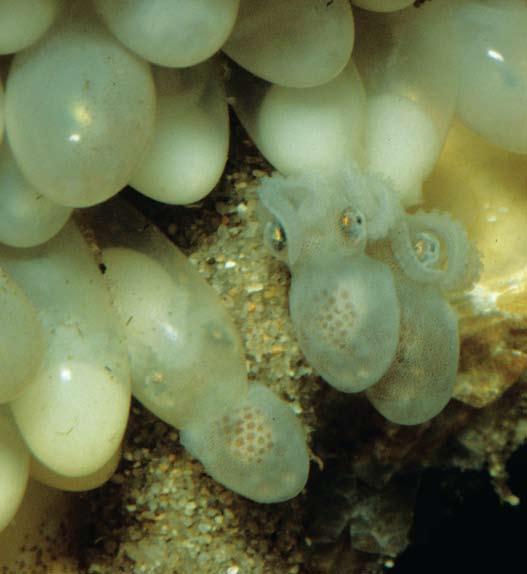The mother octopus stays with the eggs to protect them from other sea