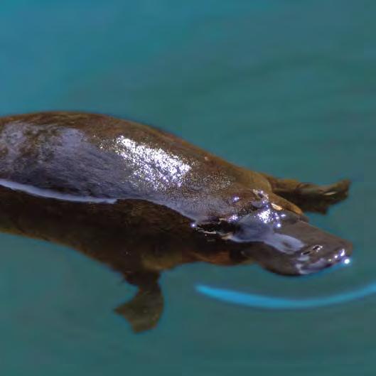 Humans belong to a group of animals called mammals. Most mammals do not lay eggs, but there are a couple of exceptions. One of these is the platypus.