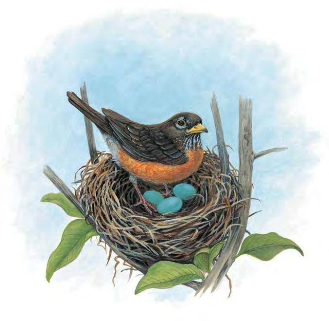 Most birds build nests to hold their eggs.