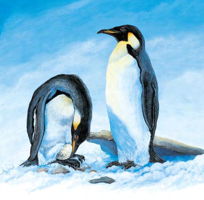 One bird that does not build a nest for its eggs is the emperor penguin.