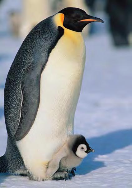 The male penguin keeps the egg warm until it hatches by holding the egg on