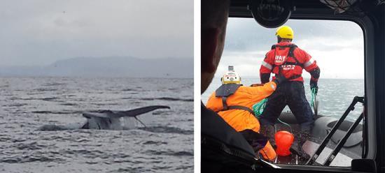 Rescue of a humpback whale 2015 With help