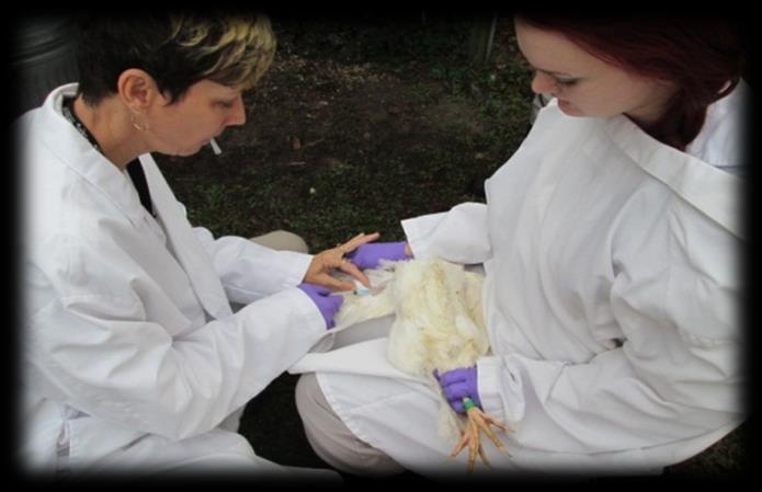 The other main technique for monitoring disease activity is testing blood samples from sentinel chickens.