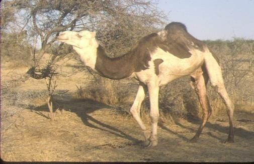 CONCLUSION The camel health control is not easy; the type of dominant farming system is extensive, nomadic and performed in remote areas.