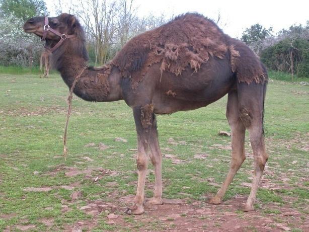 It is necessary to get good and reliable data on camel health status Considering: Importance of camel, Increase demand for camel products Change in camel production