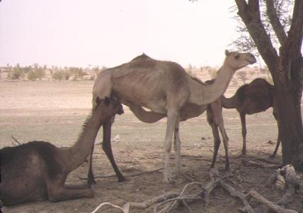 The diseases of Camelidae were listed and divided into three groups: 1) Significant diseases; 2) Diseases for which Camelids are potential pathogen carriers; 3) Minor or non-significant diseases.
