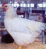 The breed is noted for rapid growth and fast feathering of the chicks.
