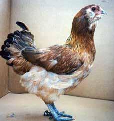 Easter Egger Easter Eggers have been bred to carry the blue-egg gene by mixing other pure breeds. Because they are a hybrid, they may come in a variety of colors.