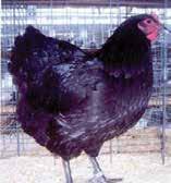 Jersey Giants are goodnatured and hens are average brown egg layers.