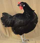 Minorca Minorca chickens are the largest of the Mediterranean breed class. They are excellent layers of perhaps the largest white eggs, and very hardy and rugged fowls.