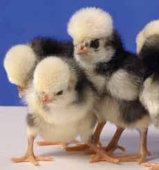 Polish Polish chickens have flowing crests and sprightly carriage, making them one of the most