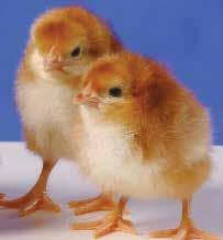 Rhode Island Red Rhode Island Reds are one of the most popular breeds of chickens of all time because of