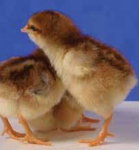 Sussex Sussex chickens are a dual-purpose breed with a deep broad body.