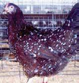 They are an active breed and an all-around excellent breed for meat and eggs.