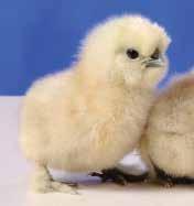 Silkie Silkies are known for their fluffy plumage, black skin and bones, blue earlobes, and five toes on each foot, whereas