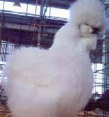 They also are well known for their calm, friendly temperament, making them ideal pets and show birds.