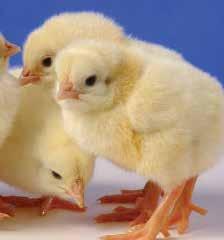 Cornish Rock Cornish Rocks are a hybrid bird developed to produce chicks with broad breasts, big thighs, white plumage and yellow skin.