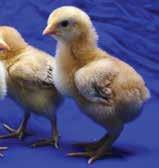 Red Broiler Red broilers are a wonderful dual purpose (meat and eggs) breed.