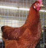 New Hampshire New Hampshires are known for early maturity, rapid full feathering and producing large, brown eggs.