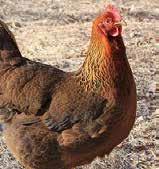 Welsummer The Welsummer is a single comb, clean legged variety that originated in Holland. This bird has a docile temperament, is cold hardy and is known for its good production of a dark brown egg.