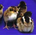 Barnevelder Barnevelders are known for laying dark brown eggs.