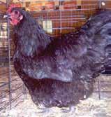 Australorp Australorp chickens are a medium weight breed with fairly close-fitting feathers.